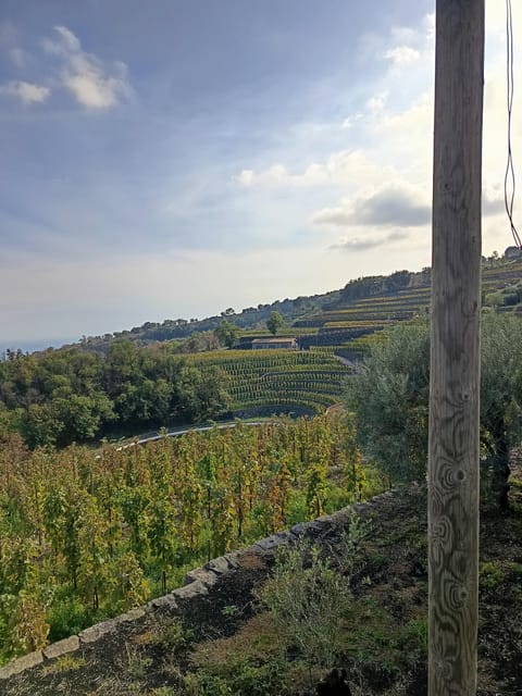 Etna south tour with light trekking wine tasting and lunch from Catania - Who Will Love This Tour?