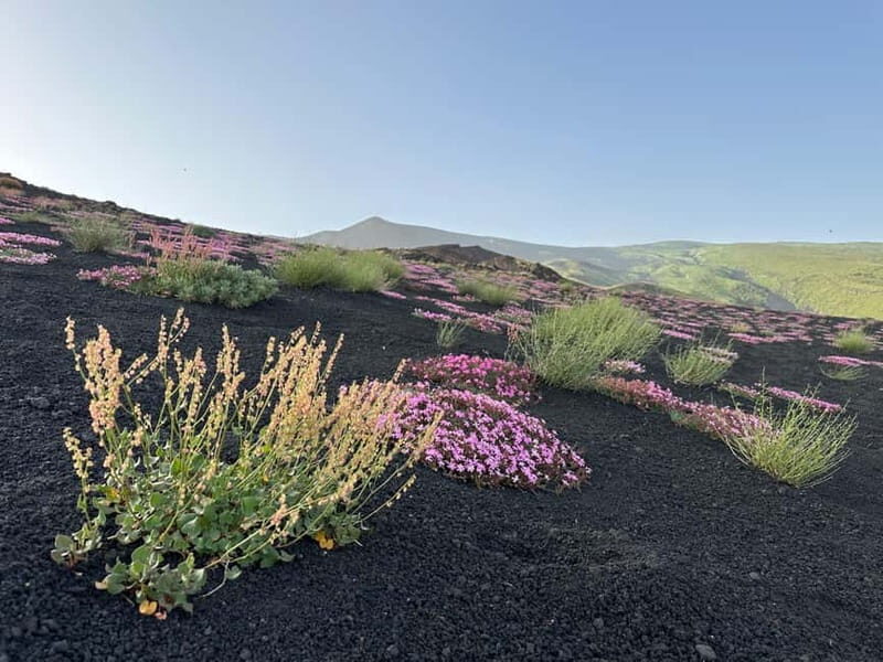 Etna Tour - HalfDay Small Group & licensed Tour Guide - The Sum Up