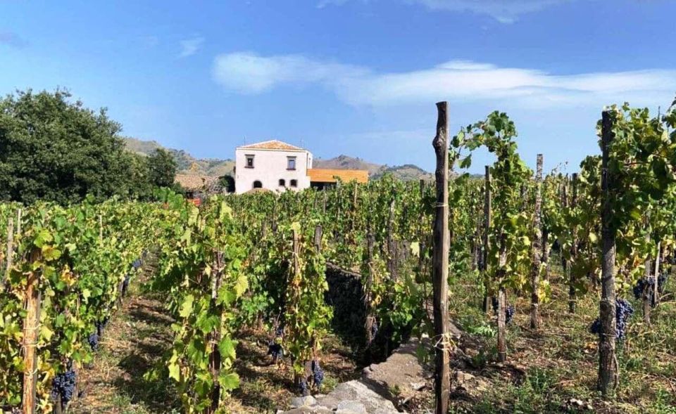 Etna: Wine Tasting and Food Tour - Key Points
