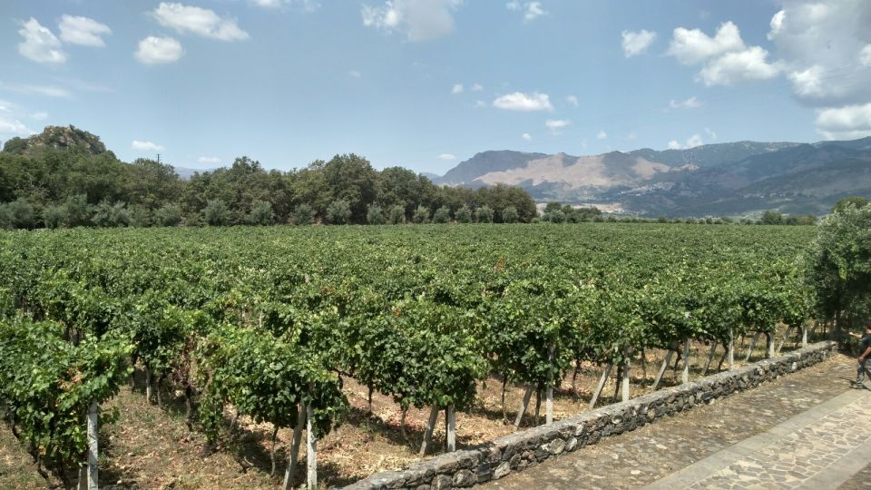 Etna: Wine Tasting and Food Tour - Itinerary