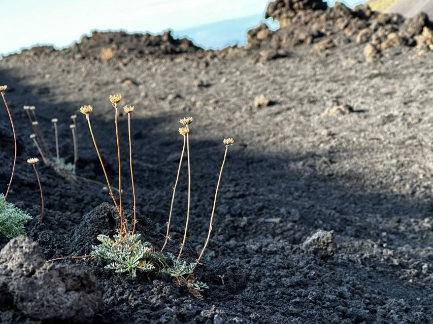 Etnas Hidden Gems - Trek Valle Bove & Lava Tunnel With Gear - Booking Details