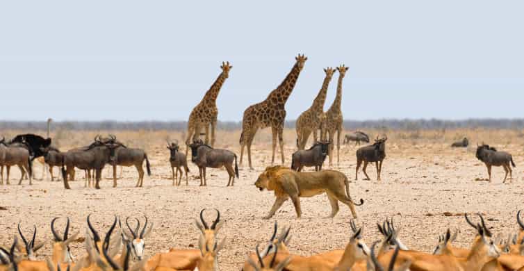 Etosha National Park & Swakopmund Tour - Key Points