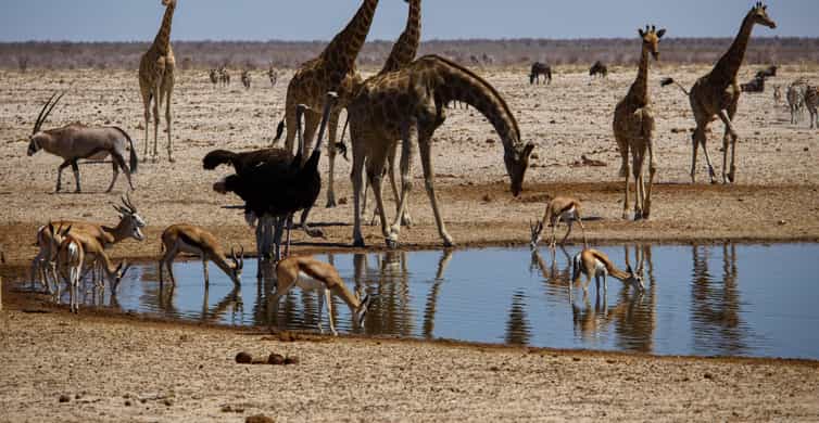 Etosha National Park & Swakopmund Tour - Practicalities & Tips