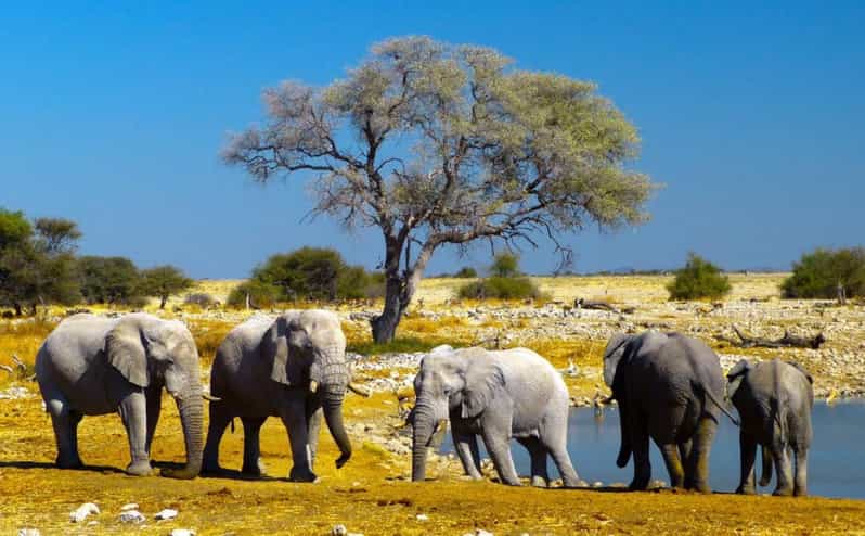 Etosha National Park & Swakopmund Tour - FAQ
