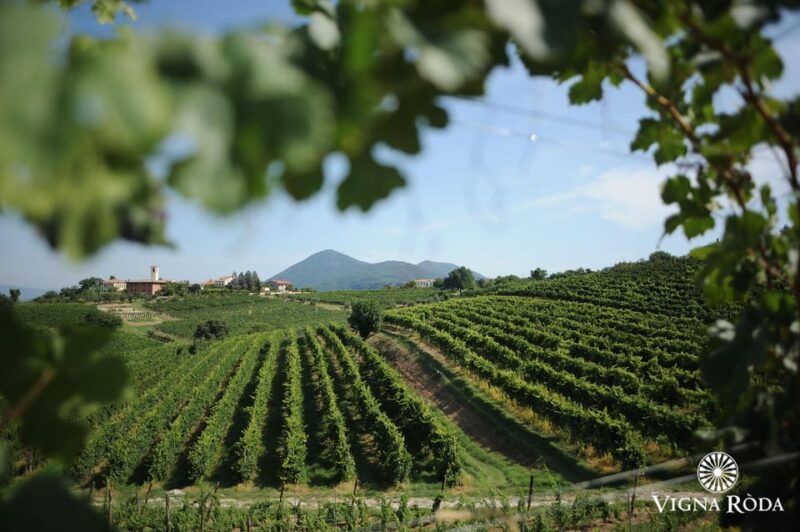 Euganean Hills: Tasting of the Most Significant Wines and Vineyard Tour - Experience Overview