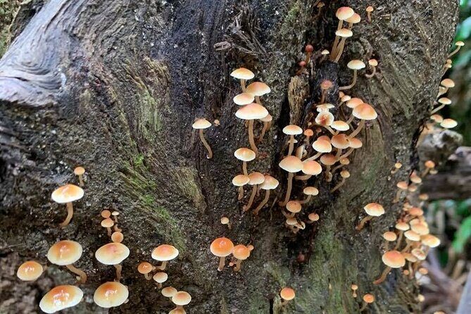 Eungella Platypus Tour - The Sum Up