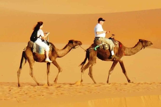 Evening Desert Safari With BBQ Dinner & 7 Live Shows - Unique Dining Options