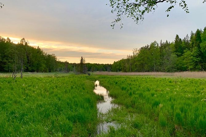 Evening Hike in Tyresta National Park - Scenic Landscapes