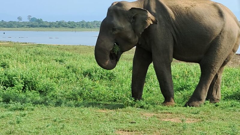 Evening Minneriya National Park Safari With Pickup and Drop - Good To Know