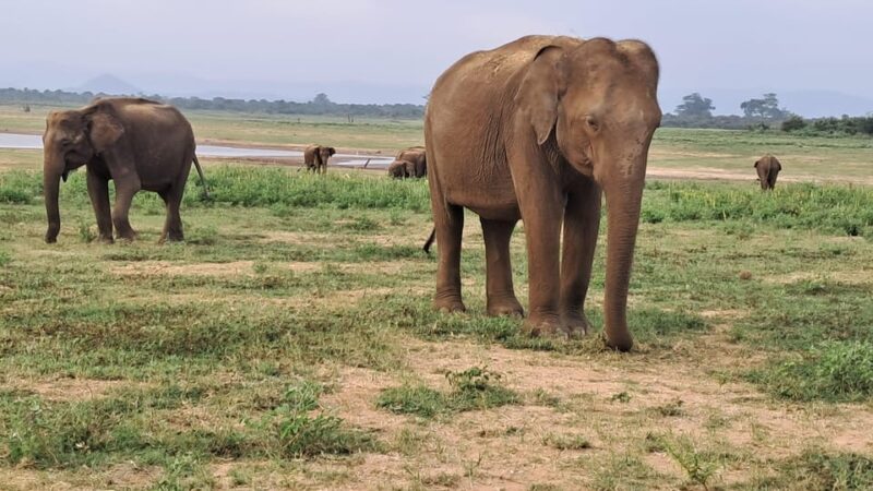Evening Minneriya National Park Safari With Pickup and Drop - Itinerary and Logistics