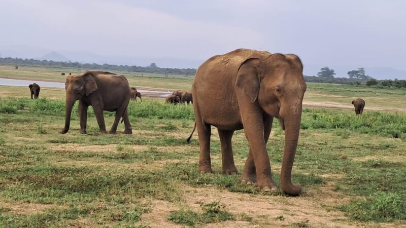 Evening Minneriya National Park Safari With Pickup and Drop - Wildlife Encounters