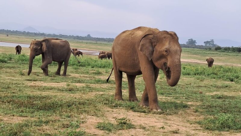 Evening Minneriya National Park Safari With Pickup and Drop - Scenic Highlights