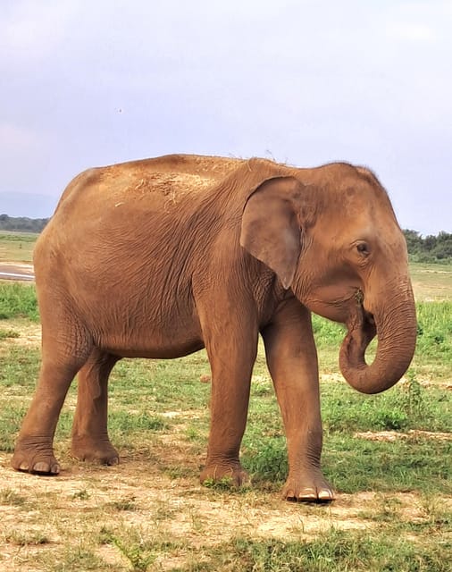 Evening Minneriya National Park Safari With Pickup and Drop - Inclusions and Important Information
