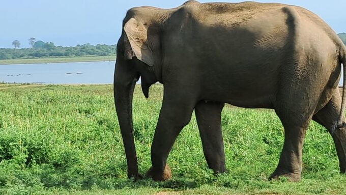 Evening Minneriya National Park Safari With Pickup and Drop - Pricing and Availability