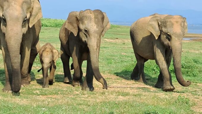 Evening Minneriya National Park Safari With Pickup and Drop - Cancellation Policy