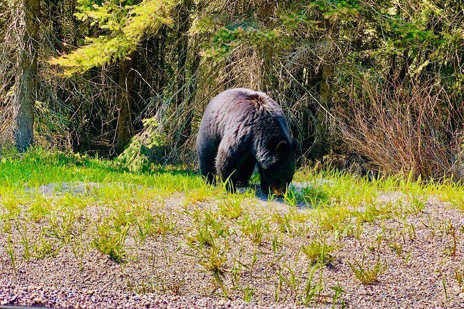 Evening Private Tour Best of Banff Wildlife - Key Points