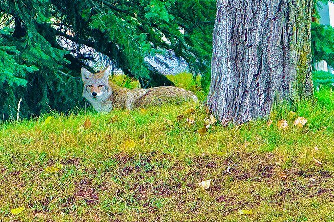 Evening Private Tour Best of Banff Wildlife - What the Reviews Say