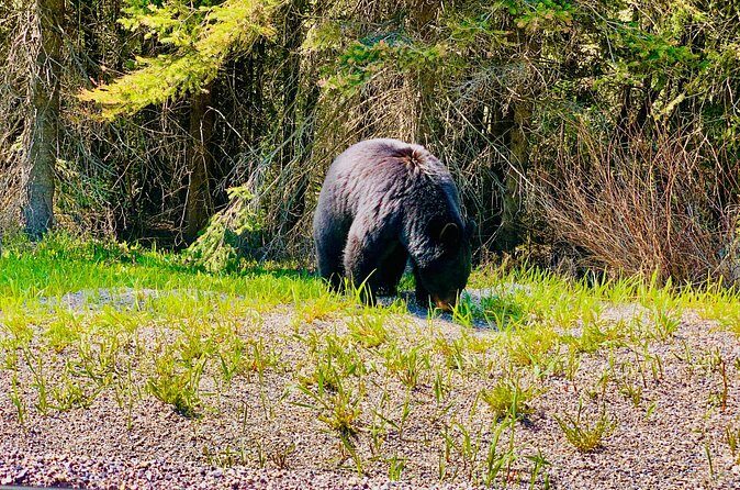 Evening Private Tour Best of Banff Wildlife - The Sum Up