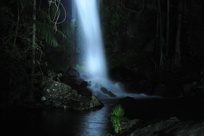 Evening Rainforest & Glow Worm Tour from Gold Coast - Exploring the Itinerary: What You Can Expect