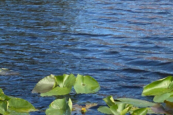 Everglades Airboat Adventure with Roundtrip Bayside Transfer - Practical Tips for Travelers