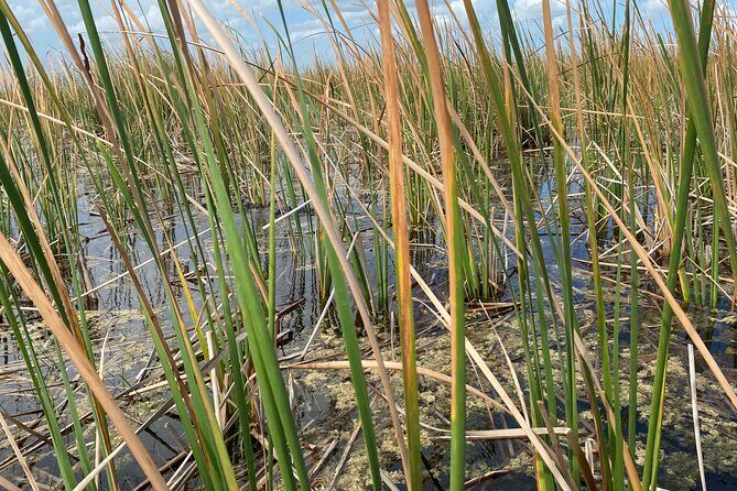 Everglades Airboat Adventure with Roundtrip Bayside Transfer - The Bottom Line: Who Will Love This Tour?