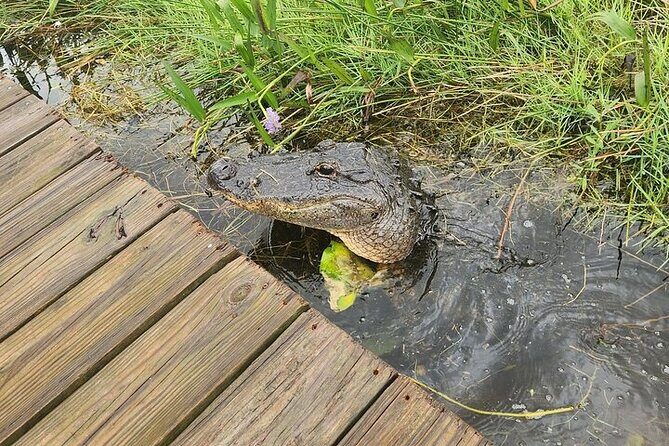 Everglades Airboat Ride and Nature Walk Private Tour - The Value of the Experience
