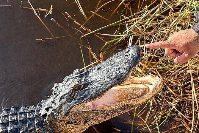 Everglades Airboat Ride and Nature Walk Private Tour - The Sum Up