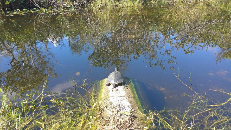 Everglades Airboat Ride & Guided Hike - Price and Booking