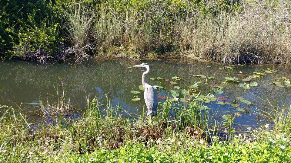Everglades Airboat Ride & Guided Hike - Destination Highlights