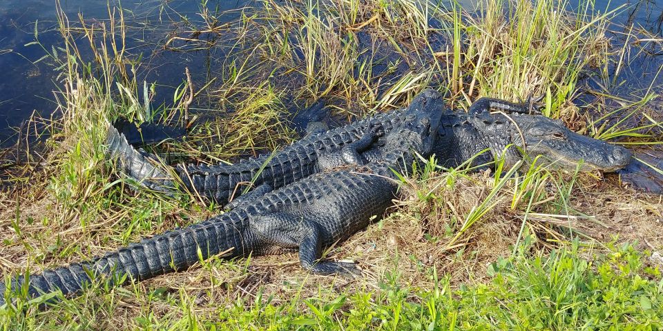 Everglades Airboat Ride & Guided Hike - Tour Duration