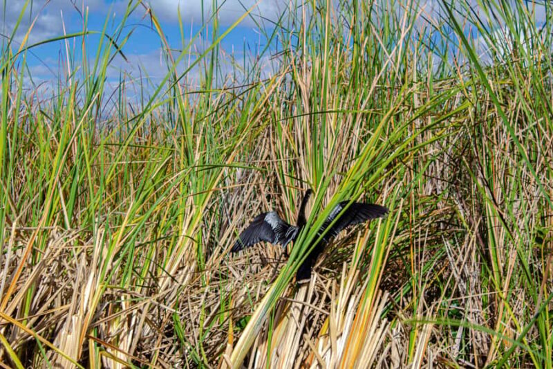 Everglades Airboat Tour from Miami w/ Park Entry & Transport - The Practicalities and What to Pack