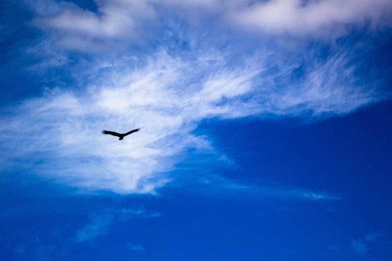 Everglades Airboat Tour from Miami w/ Park Entry & Transport - The Price and Overall Value