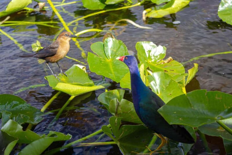 Everglades Airboat Tour from Miami w/ Park Entry & Transport - Who Would Love This Tour?