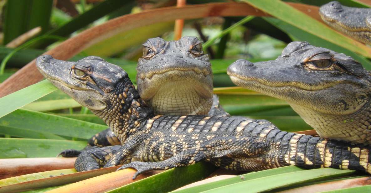 Everglades Day Safari From Fort Lauderdale - Highlights