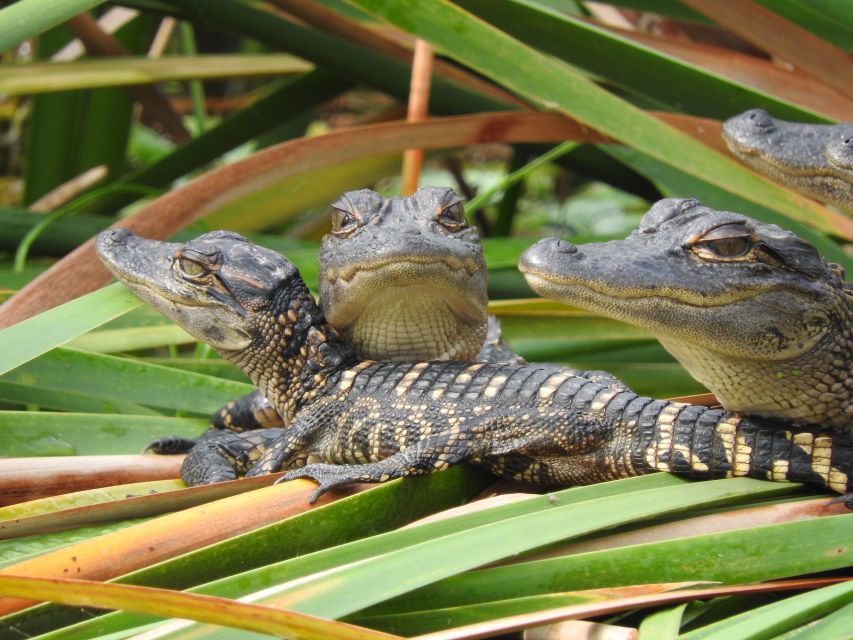 Everglades Day Safari From Fort Lauderdale - Cost & Duration