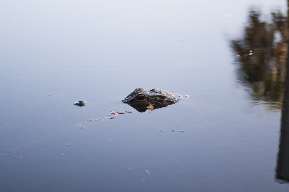 Everglades Day Safari From Fort Lauderdale - Wildlife Drive in Big Cypress