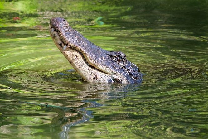 Everglades Day Safari From Ft Lauderdale - Additional Information