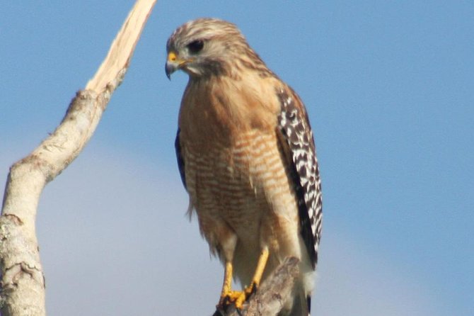 Everglades Day Safari From Ft Lauderdale - Recap
