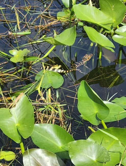 Everglades Eco Airboat Tour small group & top transportation - The Sum Up: Why Choose This Tour?