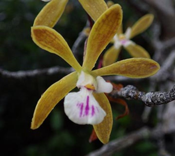 Everglades: Everglades Alligators and Orchids Kayak Eco Tour - Included Essentials