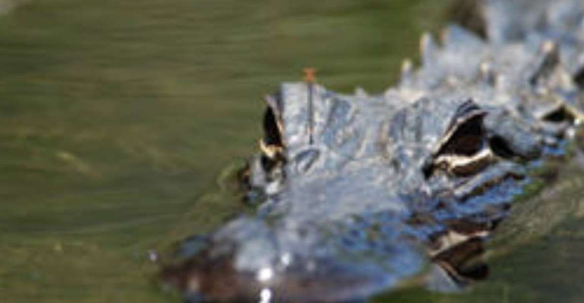 Everglades: Everglades Alligators and Orchids Kayak Eco Tour - Booking Information