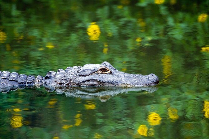 Everglades Immersion Tour: The Ultimate Everglades Adventure - About Your Stay