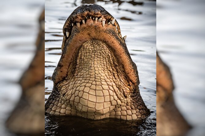 Everglades Immersion Tour: The Ultimate Everglades Adventure - Airboat Adventure Through the Wetlands