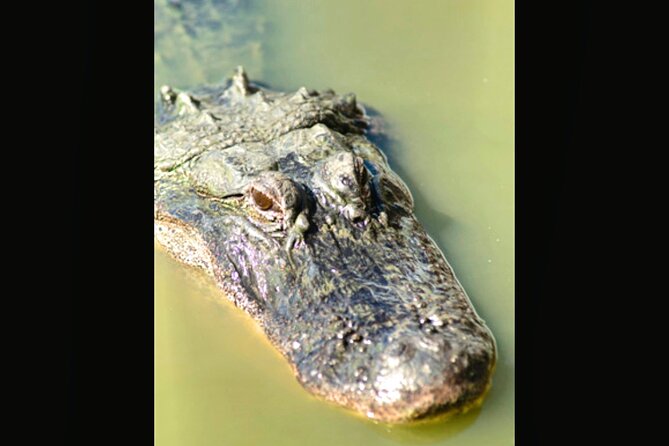 Everglades Immersion Tour: The Ultimate Everglades Adventure - Wildlife Encounters in the Everglades