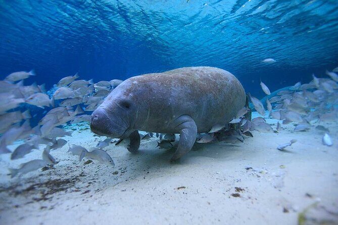 Everglades Kayak & Canoe Rentals - Final Thoughts: Is This Tour Right for You?