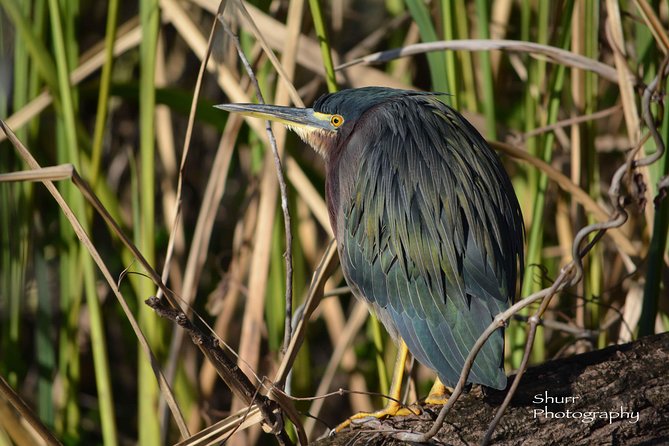 Everglades Kayak Safari Adventure Through Mangrove Tunnels - Essential Items to Bring