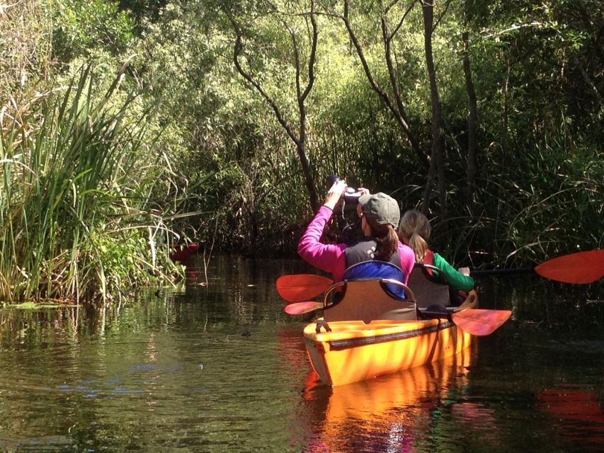 Everglades Kayak Safari Adventure Through Mangrove Tunnels - Small Group Experience