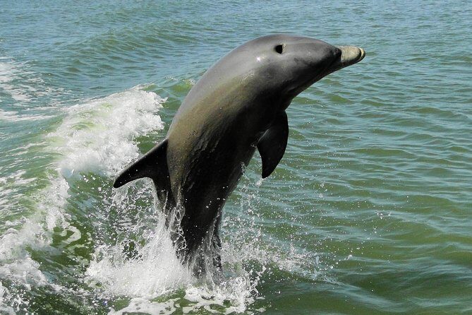 Everglades Manatee, Dolphin and Birding Boat Tour (2 hours) - Pricing and Value
