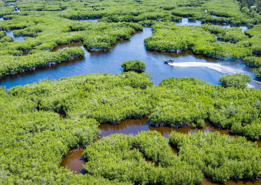 Everglades: Mangrove Maze Airboat Tour and Boardwalk - Airboat Adventure Through Mangroves