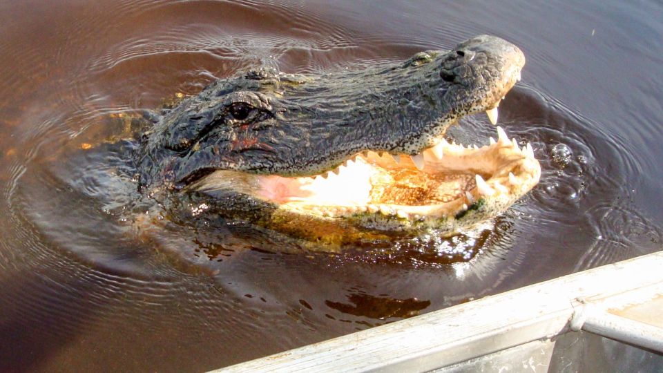 Everglades: Mangrove Maze Airboat Tour and Boardwalk - Wildlife Spotting Opportunities